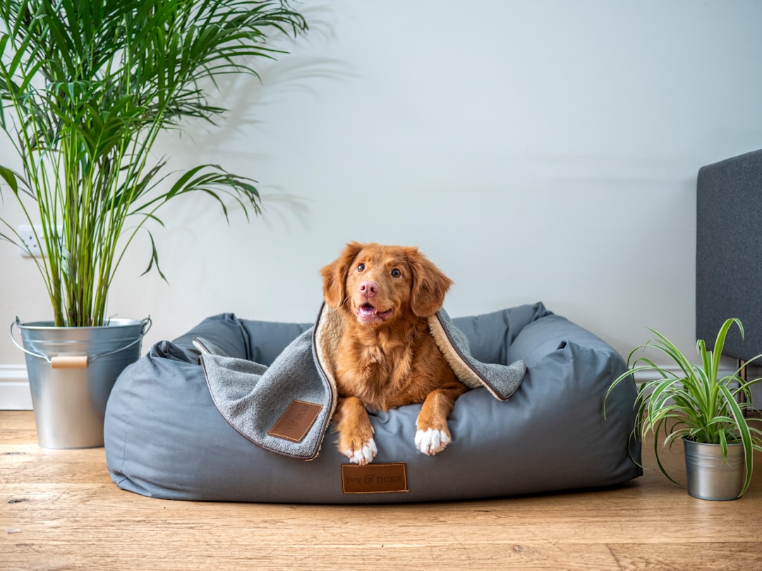 The Pros and Cons of Allowing Pets in Your Rental Property